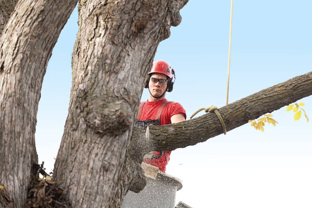 How Our Tree Care Process Works  in  Etowah, NC